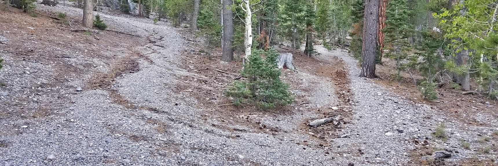 4WD Road Splits, Take Right Branch Toward Approach Wash | Mummy Mountain Summit Approach from Lee Canyon | Mt. Charleston Wilderness | Spring Mountains, Nevada
