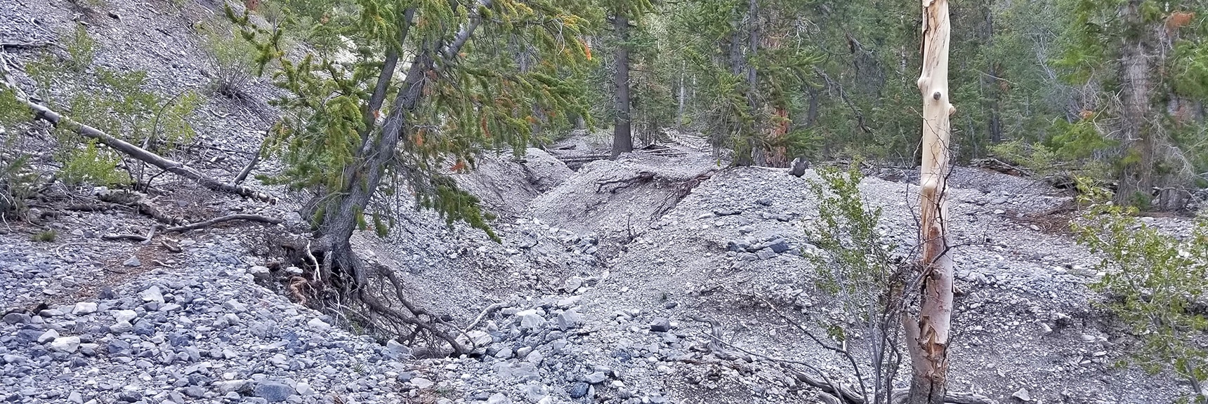 4WD Road and Trail End at Approach Wash. Navigate Path of Least Resistance Up Wash. | Mummy Mountain Summit Approach from Lee Canyon | Mt. Charleston Wilderness | Spring Mountains, Nevada