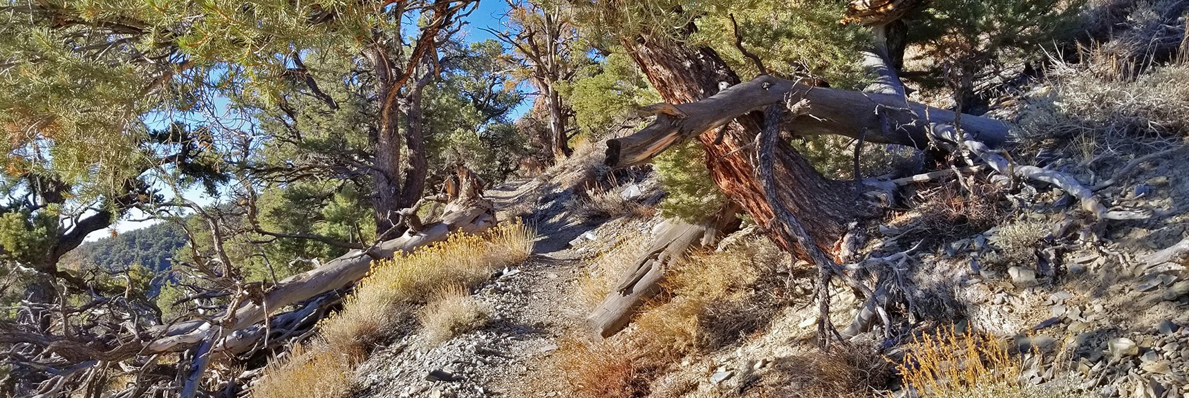 Ascending First Stretch of Trail Through Pinion Pine and Mahogany Along East Side of Rogers Peak | Telescope Peak Summit from Wildrose Charcoal Kilns Parking Area, Panamint Mountains, Death Valley National Park, California