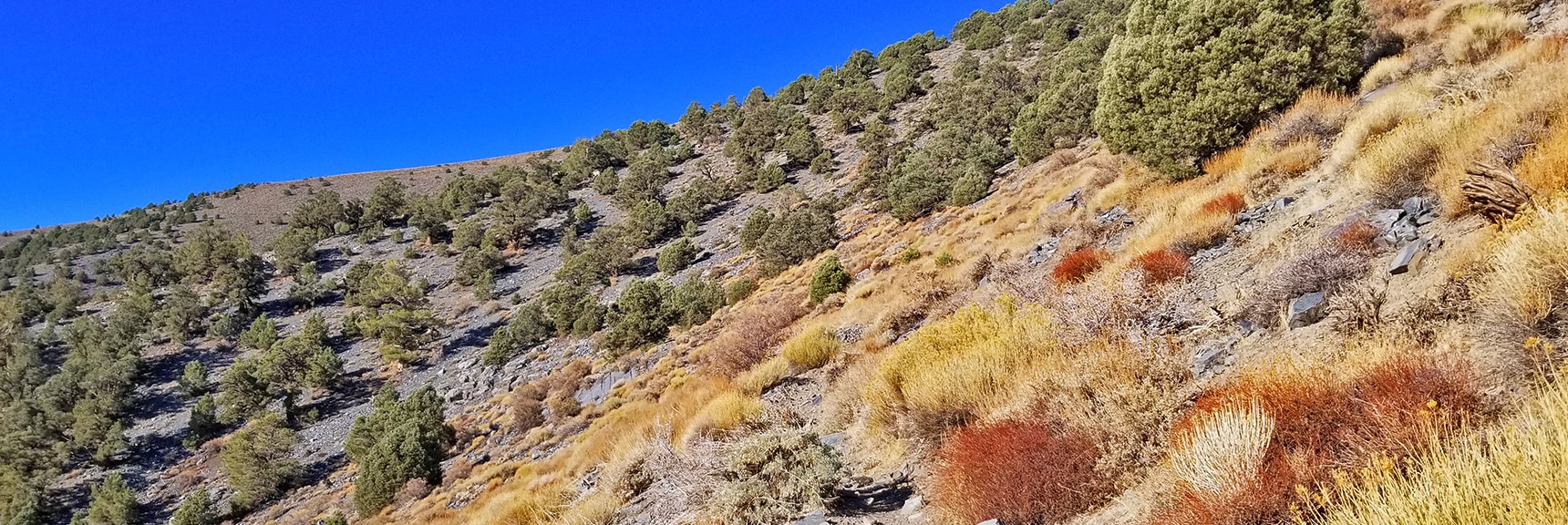 Trees Dramatically Thin Out Rounding South Side of Rogers Peak | Telescope Peak Summit from Wildrose Charcoal Kilns Parking Area, Panamint Mountains, Death Valley National Park, California