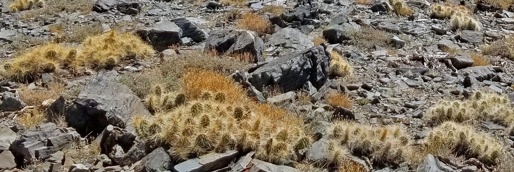Do NOT Stub Your Toes on These Bennett Peak Summit Cacti! | Telescope Peak Summit from Wildrose Charcoal Kilns Parking Area, Panamint Mountains, Death Valley National Park, California