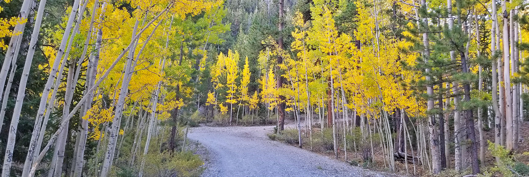 Colorful Fall Ash Trees on the Lower Bristlecone Pine Trail/Fire Road | Bonanza Peak from Lee Canyon via the Lower Bristlecone Pine Trail and Bonanza Trail | Spring Mountains, Nevada