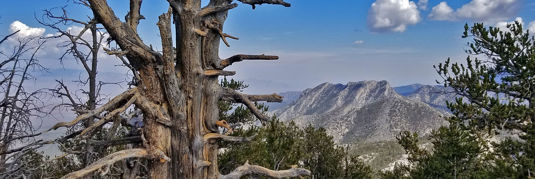 McFarland Peak from Bonanza Peak Summit (Gass Peak Faintly Visible to Left Between Branches) | Bonanza Peak from Lee Canyon via the Lower Bristlecone Pine Trail and Bonanza Trail | Spring Mountains, Nevada