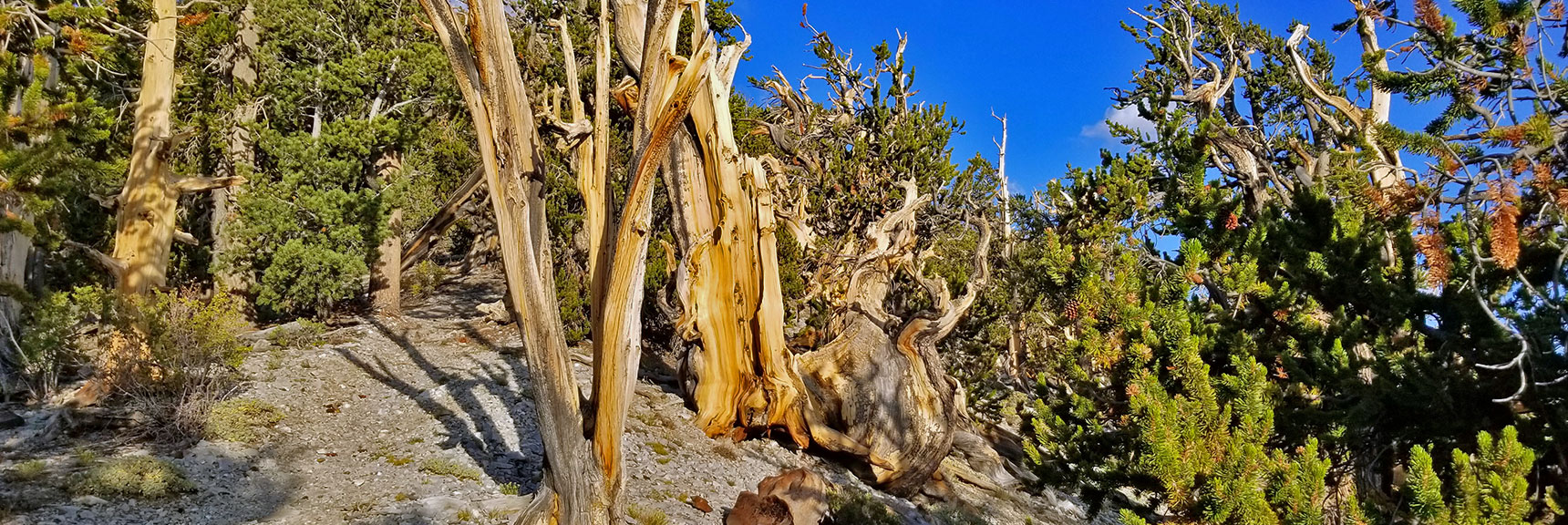Bristlecone Pines in All Stages of Growth in Late Afternoon Sun on the Bonanza Trail | Bonanza Peak from Lee Canyon via the Lower Bristlecone Pine Trail and Bonanza Trail | Spring Mountains, Nevada