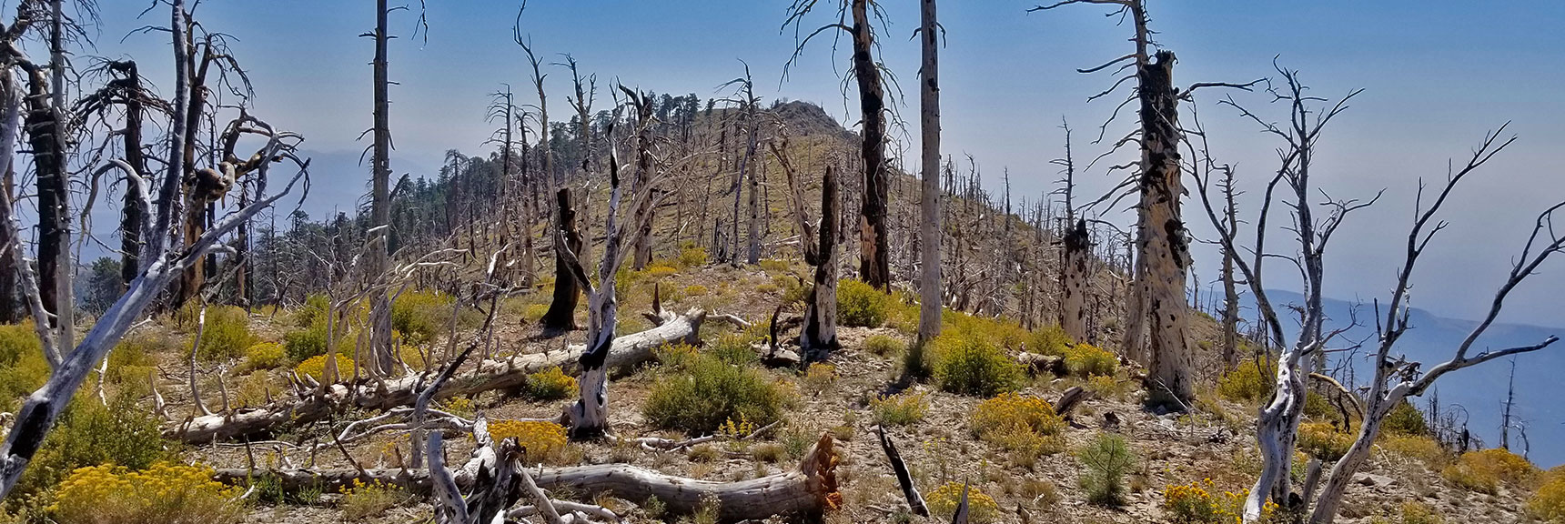 2013 Burn Area on Mid-Upper Sexton Ridge | Griffith Peak Southern Approach from Sexton Ridge Above Lovell Canyon, Nevada