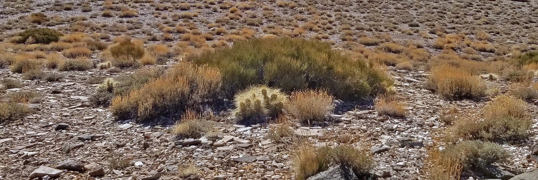 Artistic Plant Arrangements on Wildrose Peak Northern Summit Area | Wildrose Peak | Panamint Mountain Range | Death Valley National Park, California