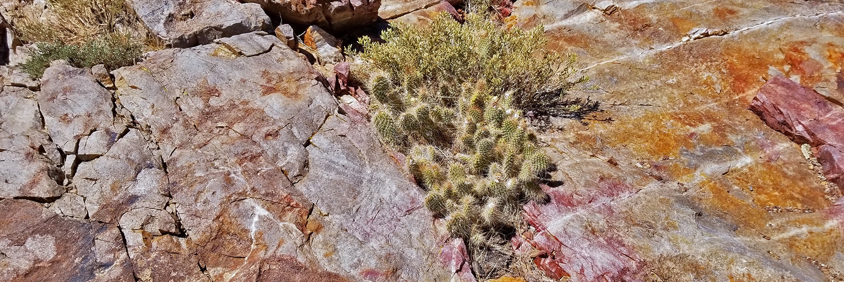 Cactus Rock Garden Near Beginning of Wildrose Peak Trail | Wildrose Peak | Panamint Mountain Range | Death Valley National Park, California