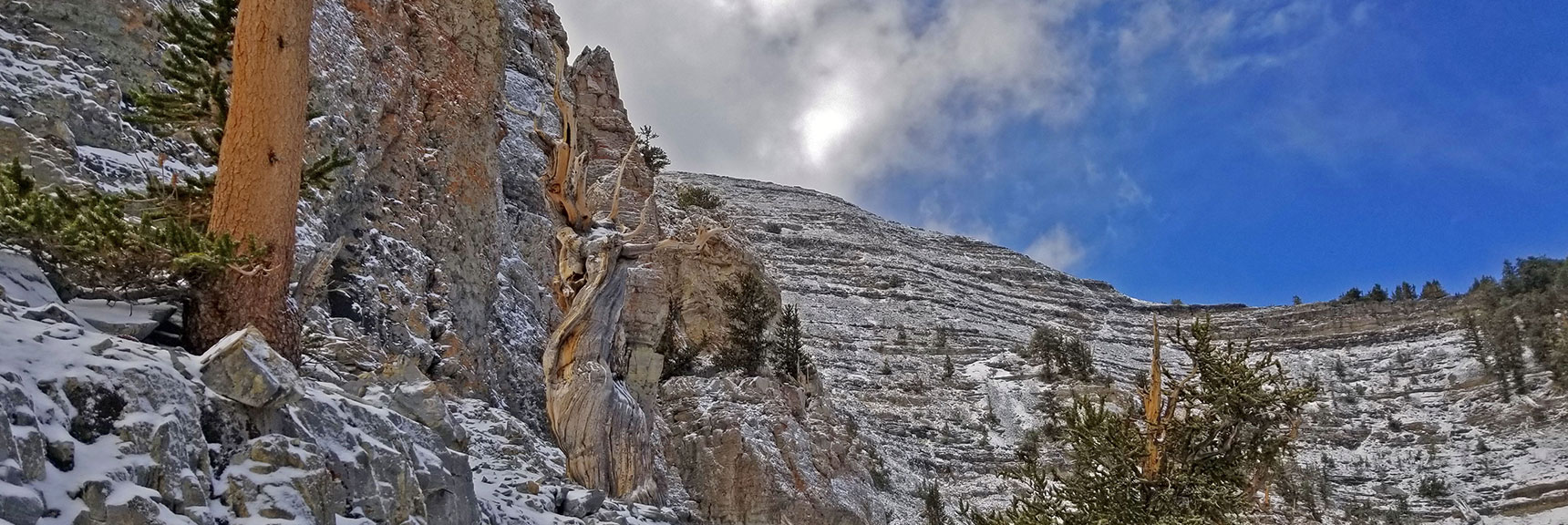 Many Twisted Artistic Bristlecone Pines on This Stretch | Charleston Peak Loop October Snow Dusting | Mt. Charleston Wilderness | Spring Mountains, Nevada