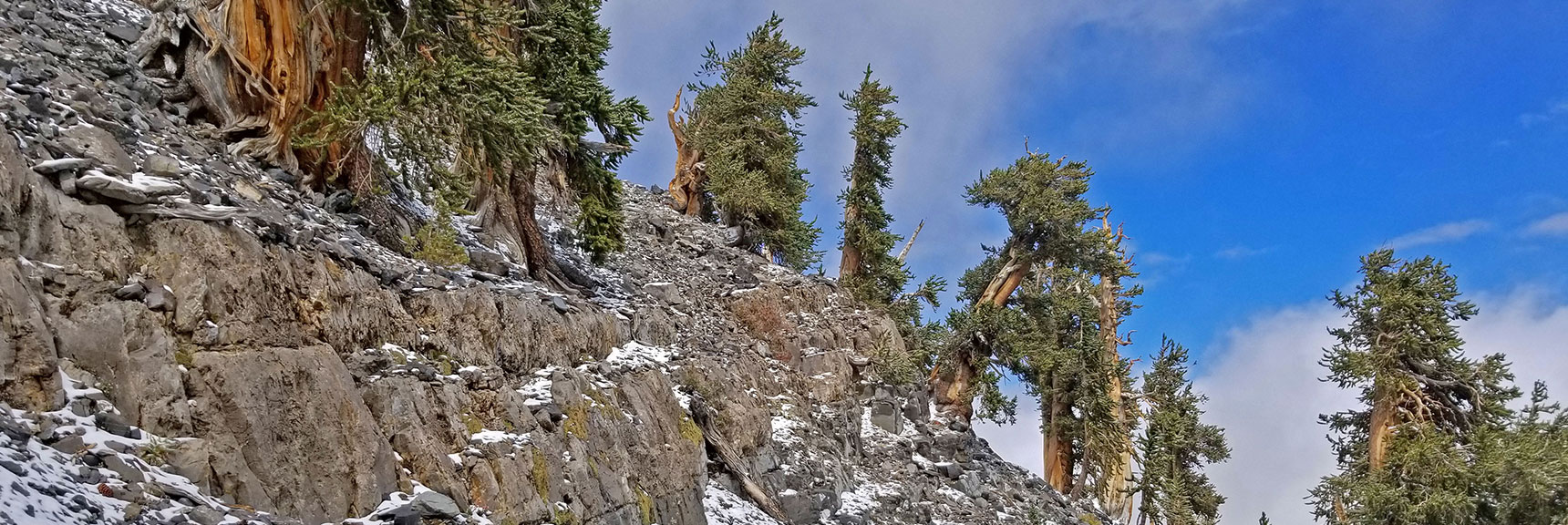 Bristlecone Pines Appear to Grow and Thrive Out of Rock and Snow | Charleston Peak Loop October Snow Dusting | Mt. Charleston Wilderness | Spring Mountains, Nevada