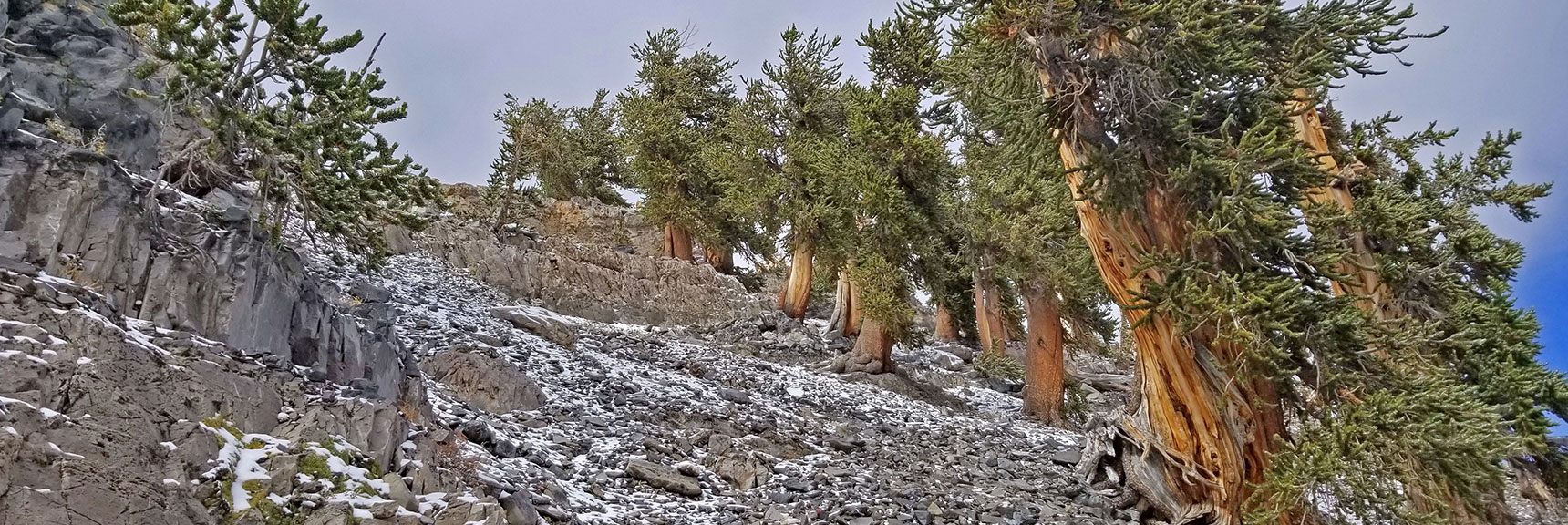 Bristlecone Pines Leaning Away From the Harsh Cold Winds | Charleston Peak Loop October Snow Dusting | Mt. Charleston Wilderness | Spring Mountains, Nevada