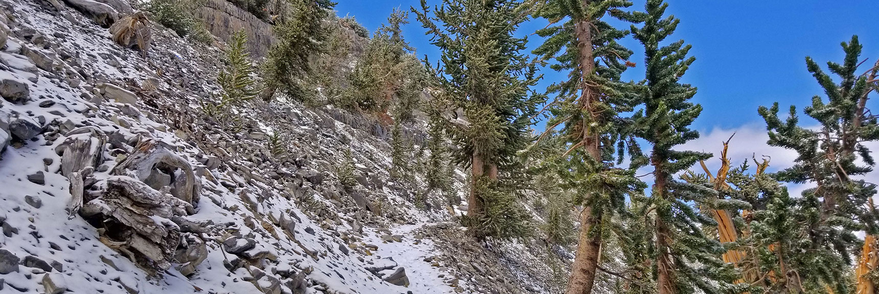 Stretch of Trail and Forest Just Passed | Charleston Peak Loop October Snow Dusting | Mt. Charleston Wilderness | Spring Mountains, Nevada