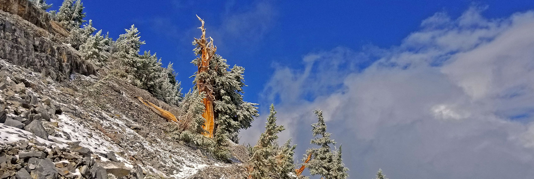 Majestic Bristlecone Pine Along the Summit Approach Trail | Charleston Peak Loop October Snow Dusting | Mt. Charleston Wilderness | Spring Mountains, Nevada