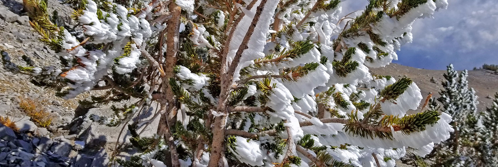 Snow-Flocked Bristlecone Pines! | Charleston Peak Loop October Snow Dusting | Mt. Charleston Wilderness | Spring Mountains, Nevada