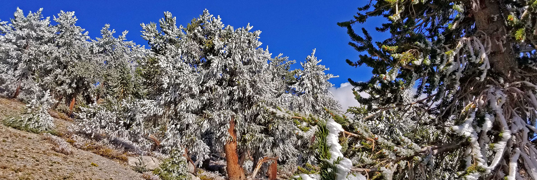 Young Bristlecone Pine Forest Repopulating the 2013 Burn Area | Charleston Peak Loop October Snow Dusting | Mt. Charleston Wilderness | Spring Mountains, Nevada