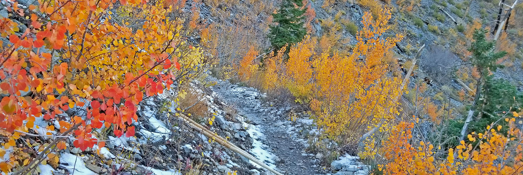 Colorful Fall Aspens 1.5 Miles from the South Loop Trailhead | Charleston Peak Loop October Snow Dusting | Mt. Charleston Wilderness | Spring Mountains, Nevada