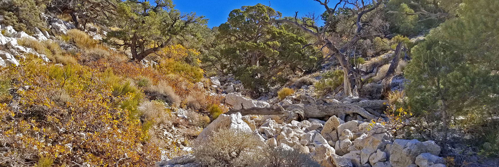 Looking Ahead Up Wash, More Boulders, Rate of Ascent Increasing | La Madre Mountain,, El Padre Mountain, Burnt Peak | La Madre Mountains Wilderness, Nevada