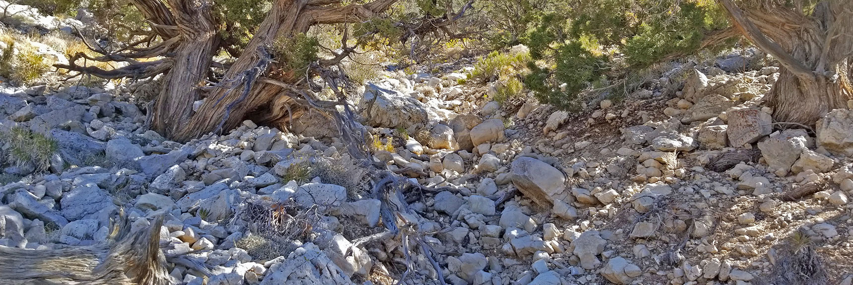 Continuing Up the Approach Wash. Is This Still the Mike Alcorn Trail? | La Madre Mountain,, El Padre Mountain, Burnt Peak | La Madre Mountains Wilderness, Nevada