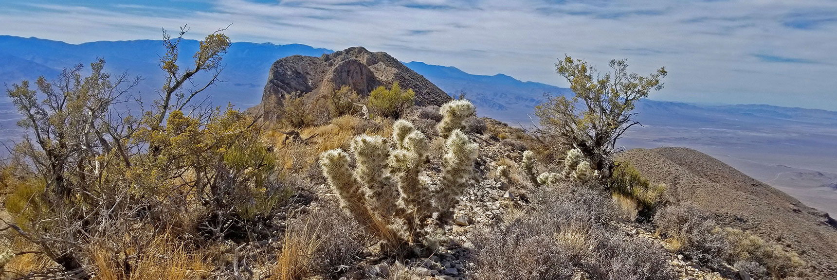 Desert Plants Thriving on the Gass Peak Summit Ridge. Mid Summit Bluff in Background. | Gass Peak Grand Crossing | Desert National Wildlife Refuge to Centennial Hills Las Vegas via Gass Peak Summit by Foot