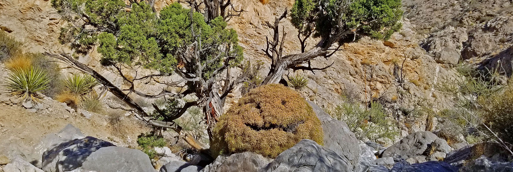 The Smiley Bush in Gateway Canyon. Natural or Created? | Kraft Mountain, Gateway Canyon Loop, Calico Basin, Nevada