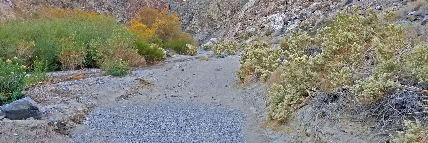 First Sign of Water: A Small Creek and Large Trees Ahead. | Darwin Falls, Death Valley National Park, California