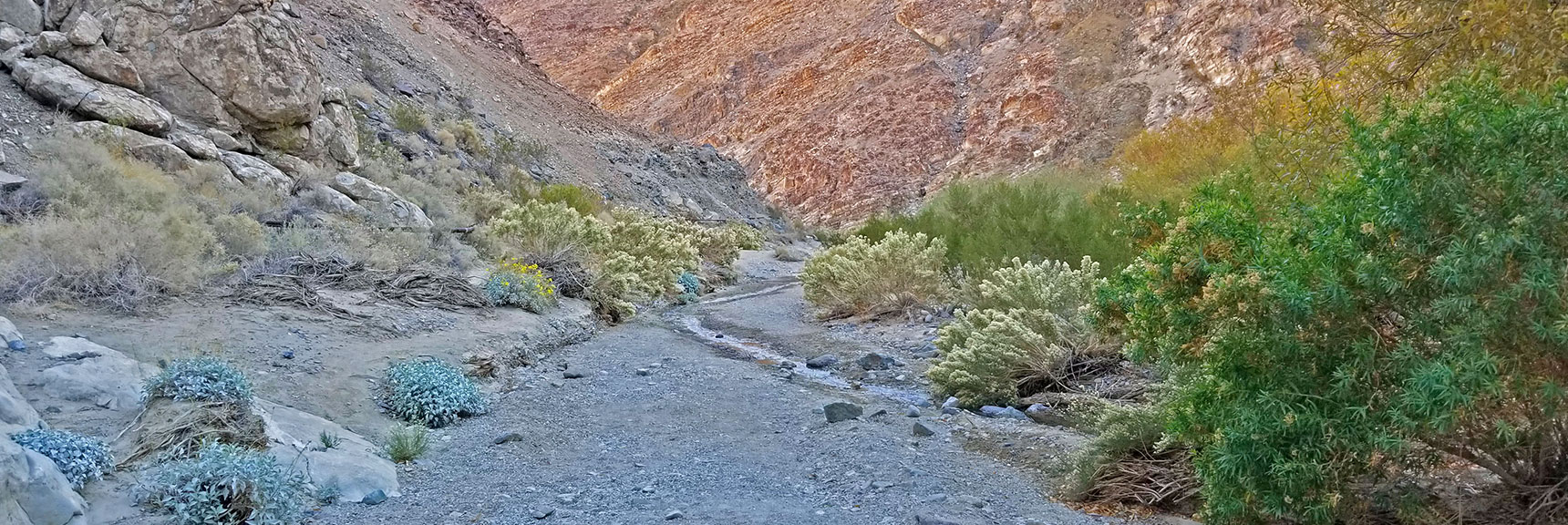 View Back Down the Canyon. Now the Path Borders a Small Forest. | Darwin Falls, Death Valley National Park, California