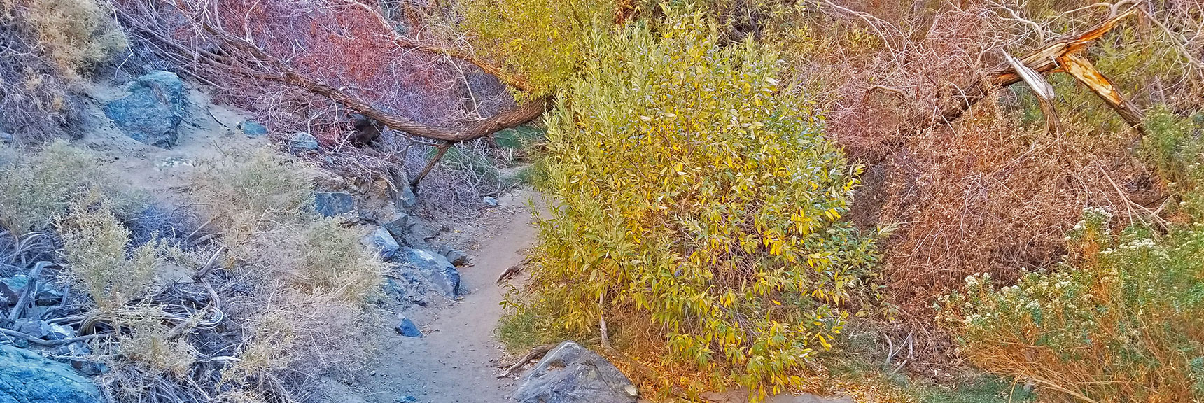 Continuing Up the Canyon. More and Larger Vegetation. | Darwin Falls, Death Valley National Park, California