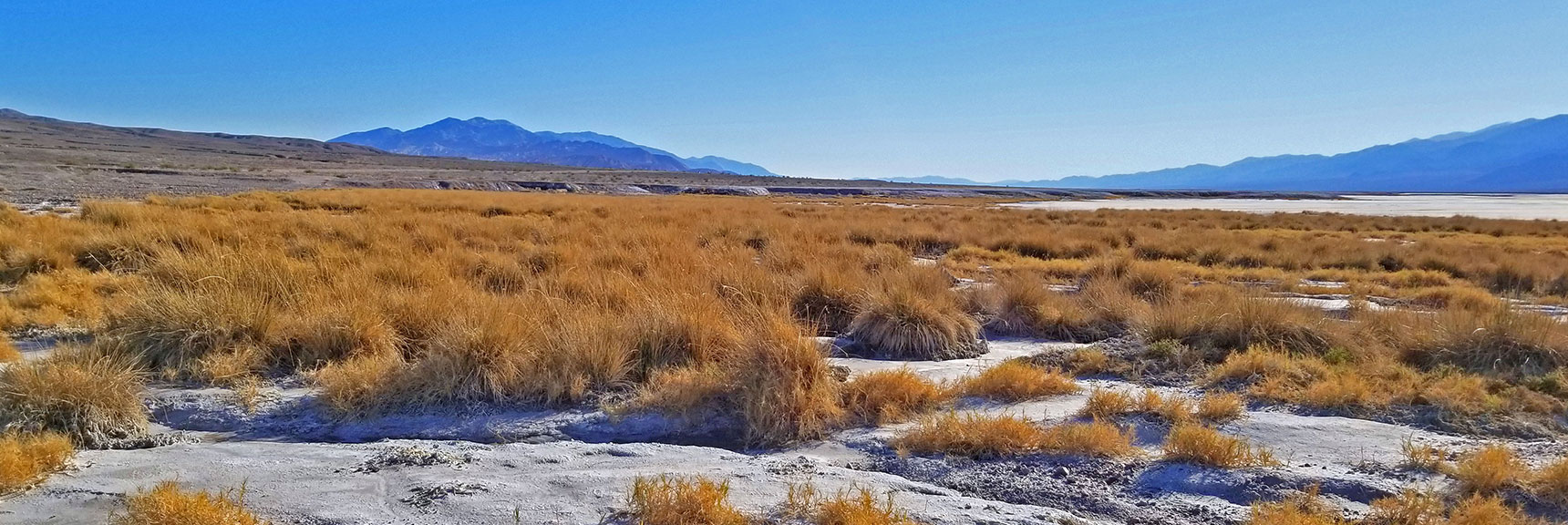 Salt Grass Growing Out of Soil Many Times Saltier Than the Ocean. | Return of Lake Manly (Lake in Death Valley) | Death Valley National Park, California