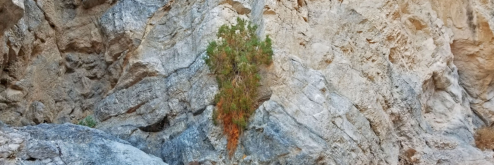 Beautiful Hanging Plants Cascading Down the Canyon Walls | Fall Canyon | Death Valley National Park, California