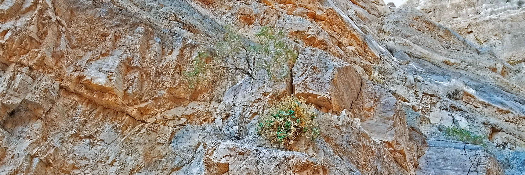 Plants Seemingly Growing Out of the Solid Rock Cliff Face | Fall Canyon | Death Valley National Park, California