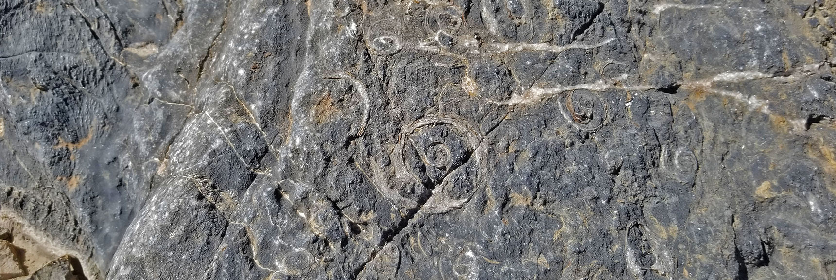 Fossils Embedded in Rock at North Base of Fossil Ridge | Fossil Ridge End to End | Sheep Range | Desert National Wildlife Refuge, Nevada