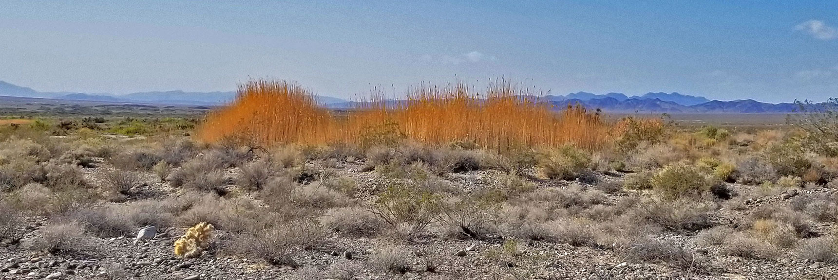 Tall Reeds Near Mormon Well Road Are a Sign of an Underground Spring in the Desert | Fossil Ridge End to End | Sheep Range | Desert National Wildlife Refuge, Nevada