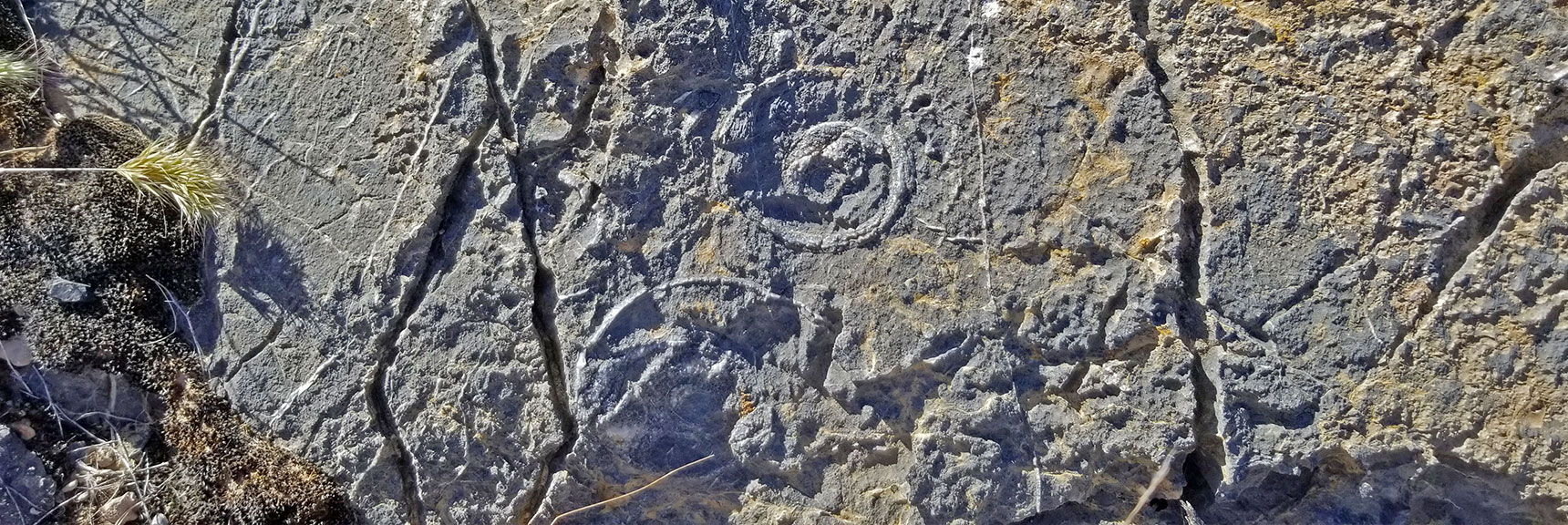 Nautilus Fossils Embedded in Dark Rock from Cretaceous Period (250 Million Years) to Ordovician Period (450 Million Years) | Fossil Ridge End to End | Sheep Range | Desert National Wildlife Refuge, Nevada