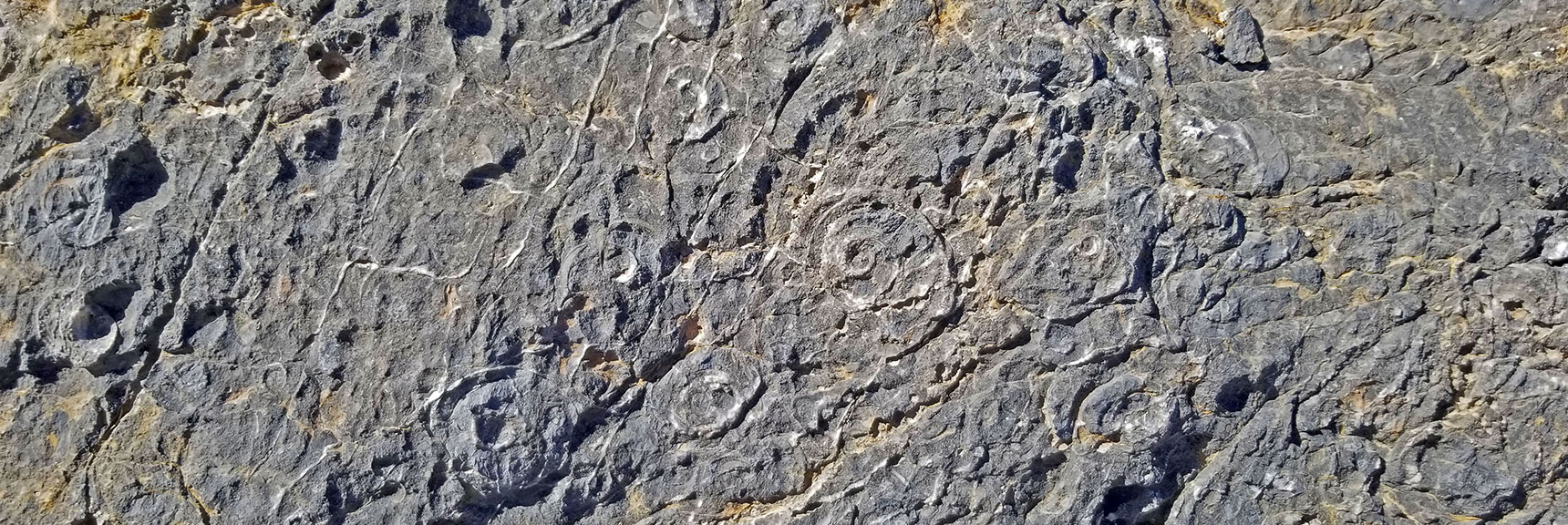 Most Fossils are Embedded in Dark Rock Along the Northern Base of Fossil Ridge| Fossil Ridge End to End | Sheep Range | Desert National Wildlife Refuge, Nevada