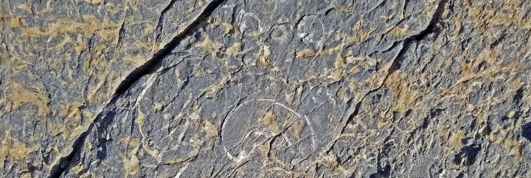 Look Closely for a Variety of Ancient Fossils | Fossil Ridge End to End | Sheep Range | Desert National Wildlife Refuge, Nevada