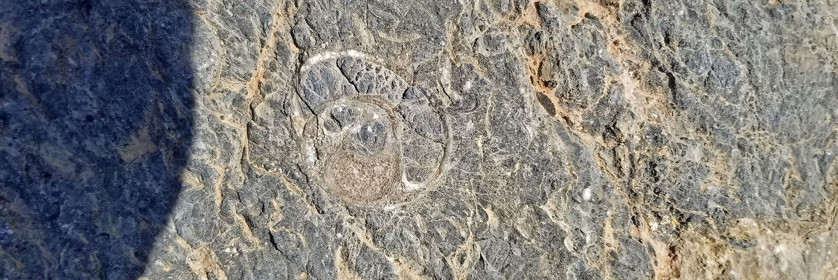 More Fossils Along the Base of Fossil Ridge | Fossil Ridge End to End | Sheep Range | Desert National Wildlife Refuge, Nevada