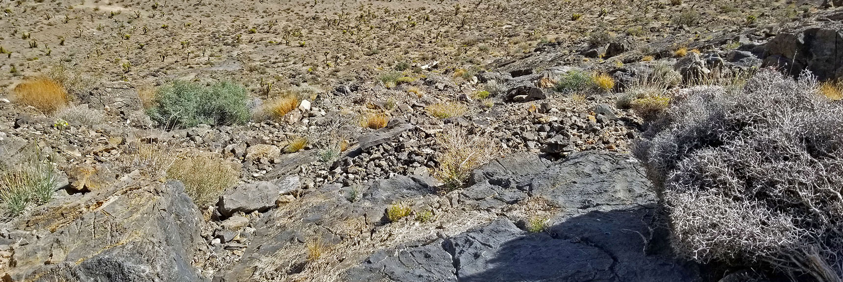 View Back Down Ridge to Valley During Ascent. Steep, But Rocks Have Excellent Traction | Fossil Ridge End to End | Sheep Range | Desert National Wildlife Refuge, Nevada