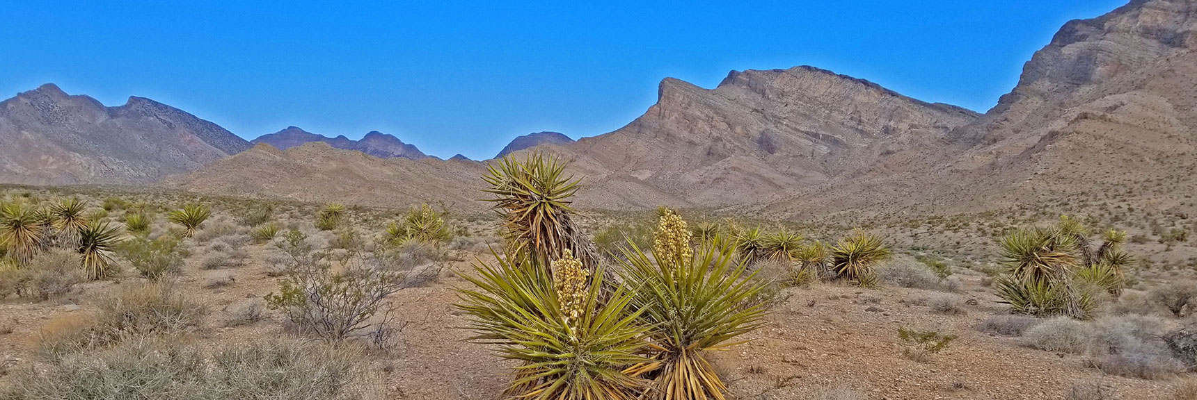 Yucca Plants in Bloom This 2nd Saturday in April | Little Red Rock Las Vegas, Nevada, Near La Madre Mountains Wilderness