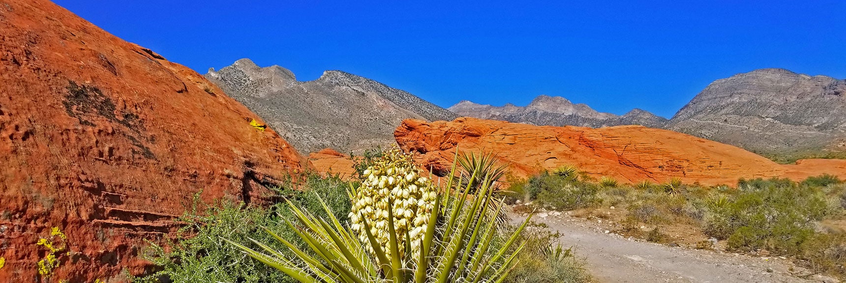 Yucca Blooms Everywhere on This Early April Saturday | Little Red Rock Las Vegas, Nevada, Near La Madre Mountains Wilderness