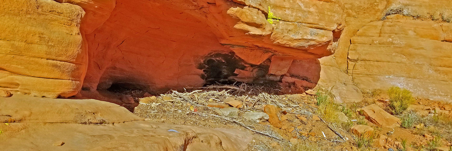 Small Animal Burrow Marked by Debris At Entrance | Little Red Rock Las Vegas, Nevada, Near La Madre Mountains Wilderness