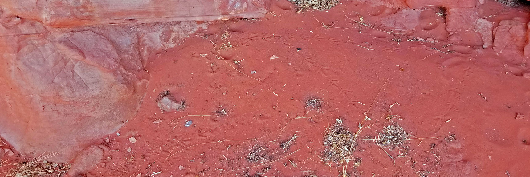 Footprints of Small Animal Near Burrow Opening | Little Red Rock Las Vegas, Nevada, Near La Madre Mountains Wilderness