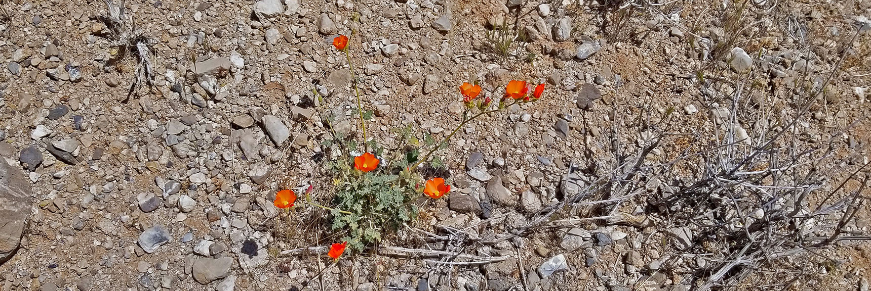 Spring Blooms in the Canyon | Little Red Rock Las Vegas, Nevada, Near La Madre Mountains Wilderness