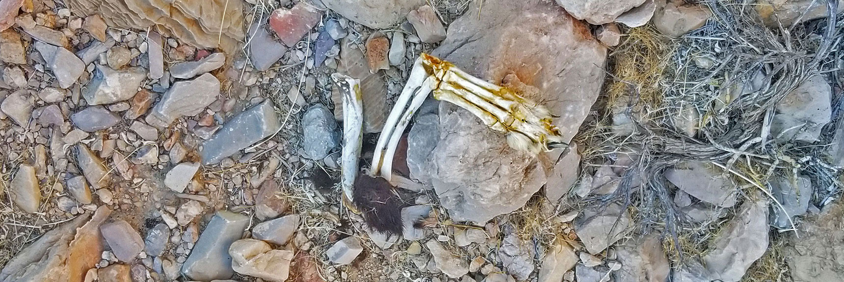 Animal That Didn't Make It in Cairn Wash | Sunrise Mountain, Las Vegas, Nevada