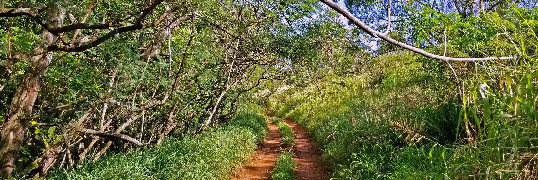 Passing Through Jungle at Base of Middle Gorge (Pulepule Gulch?). Trail Entrance Branches Off Road | Hidden Hills and Jungle Above Kahana in West Maui, Hawaii