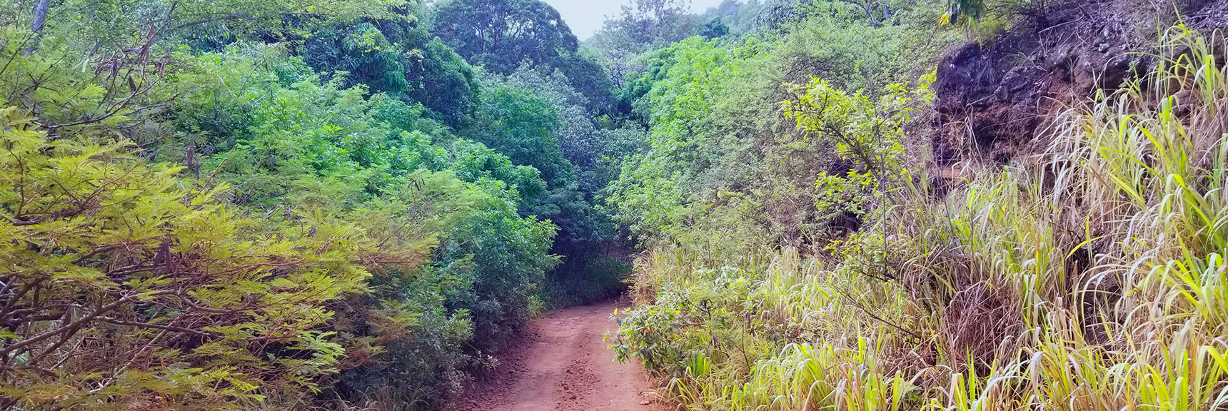 Entering the Jungle Area at the Base of the Eastern Gorge | Hidden Hills and Jungle Above Kahana in West Maui, Hawaii