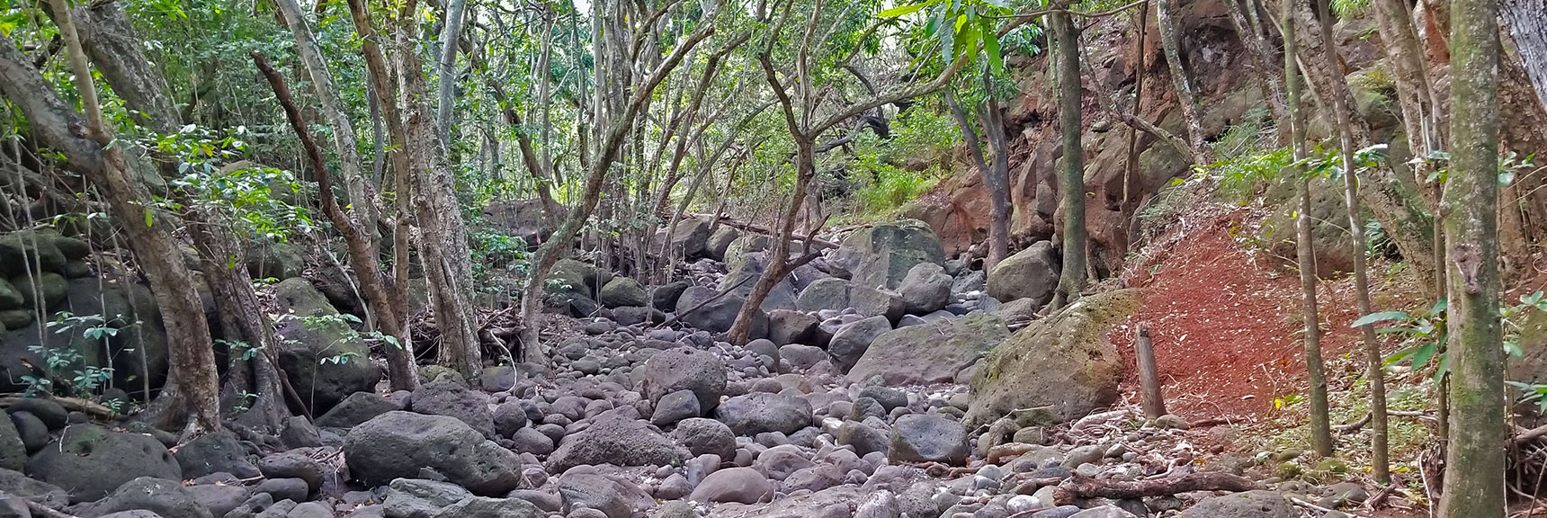 There May be Passage Through Gulch All the Way to West Maui Forest Reserve. | Hidden Hills and Jungle Above Kahana in West Maui, Hawaii