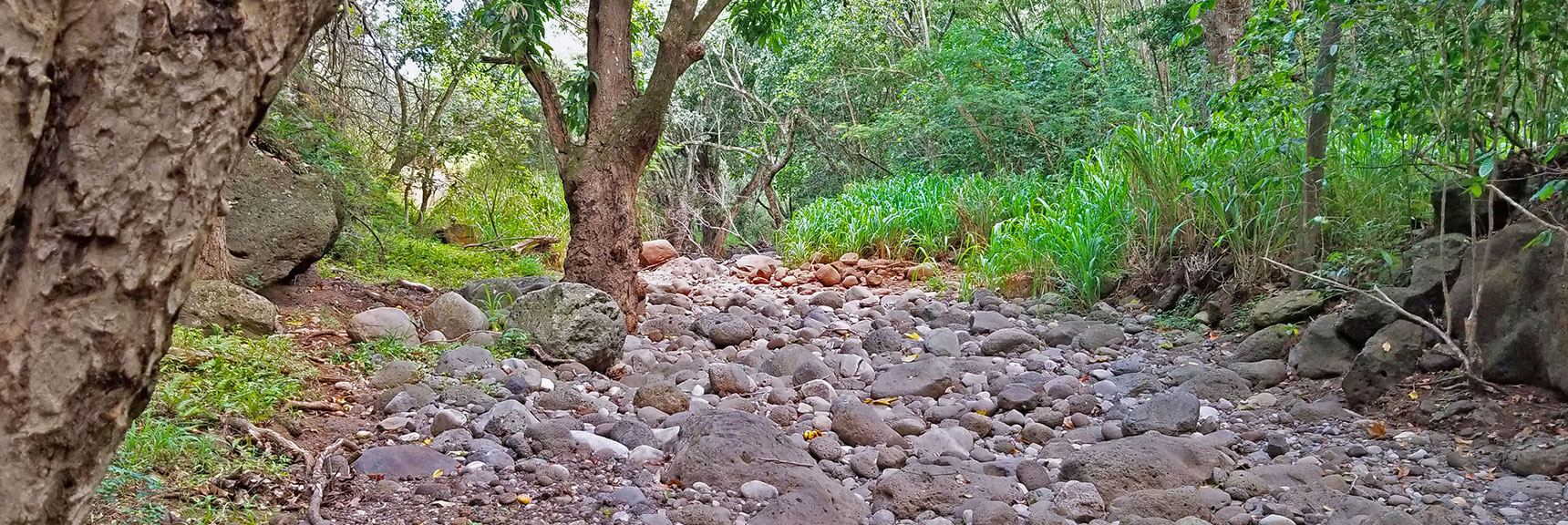 The Surface Along the Route Would Be Pretty Rugged | Hidden Hills and Jungle Above Kahana in West Maui, Hawaii