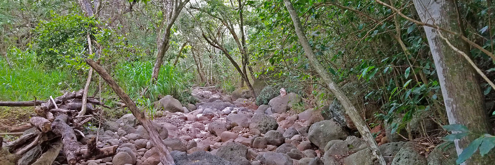 Imagine Traveling Miles Along This Stream Bed! | Hidden Hills and Jungle Above Kahana in West Maui, Hawaii