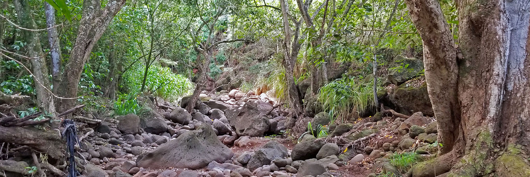 What Would You Discover in Such a Jungle? | Hidden Hills and Jungle Above Kahana in West Maui, Hawaii