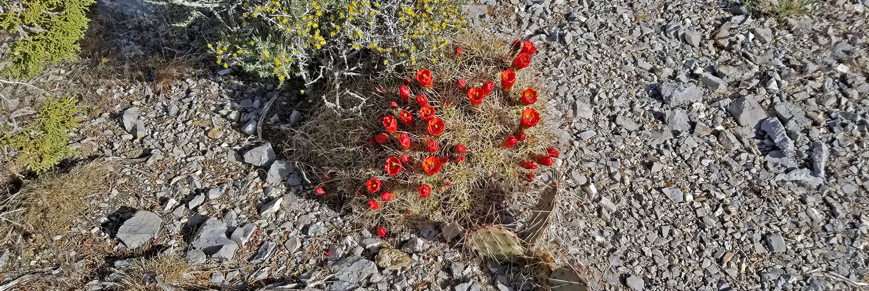 Spring Blooms on High Ridgeline | Windy Peak | Rainbow Mountain Wilderness, Nevada