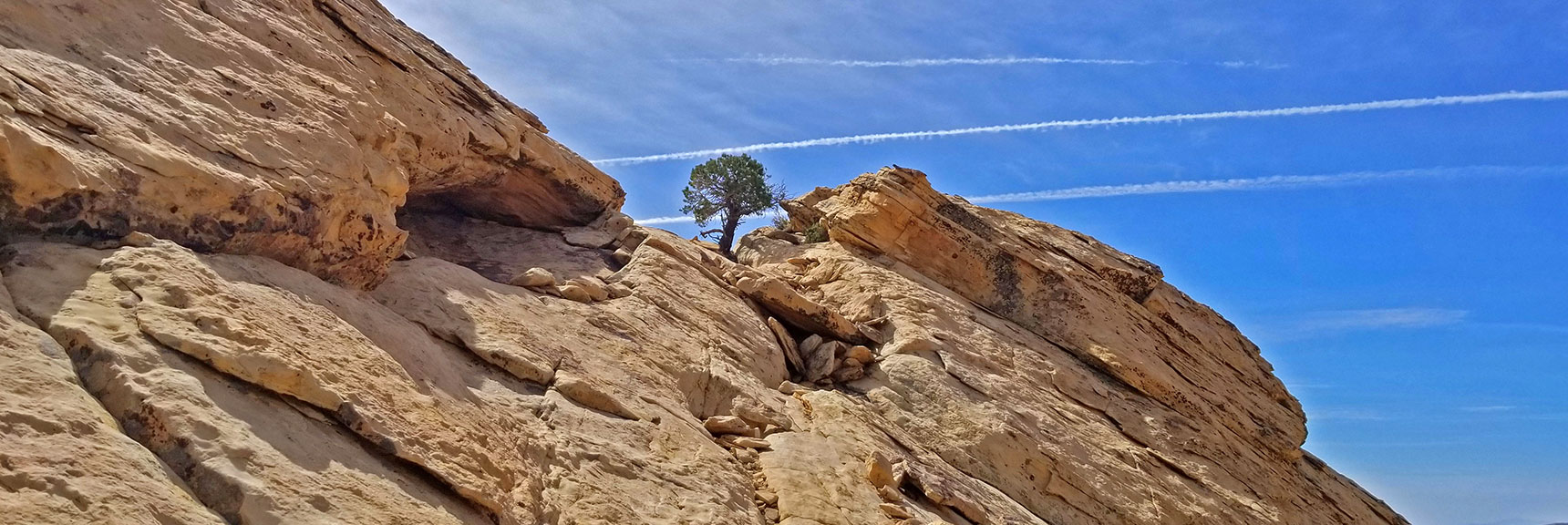 Continuing to Ascend Summit Crack. Artistic Bonsai-Like Pines Appear Amid Jurassic Rock Formations | Windy Peak | Rainbow Mountain Wilderness, Nevada